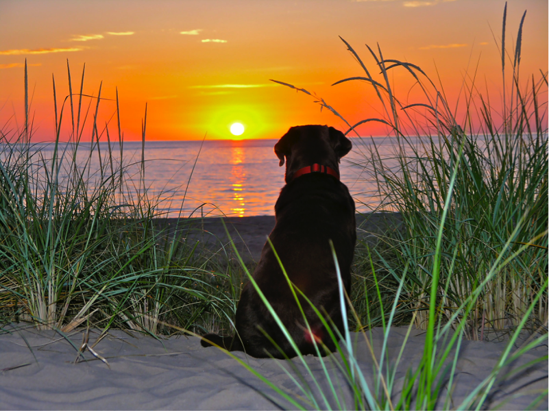 Ms. Barthels dog Shadow on the beach in Michigan. Photo courtesy of: Ms. Barthel