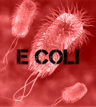 E. Coli: What to Know