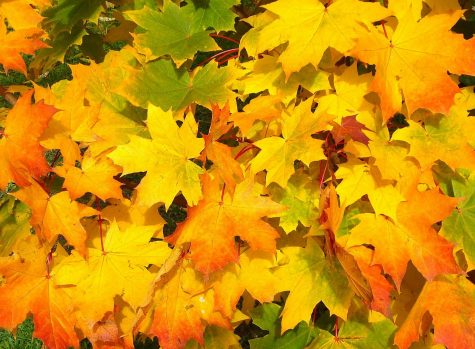 Your November Horoscopes