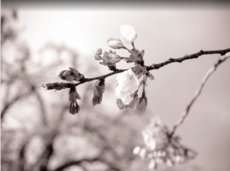 Winter Branch