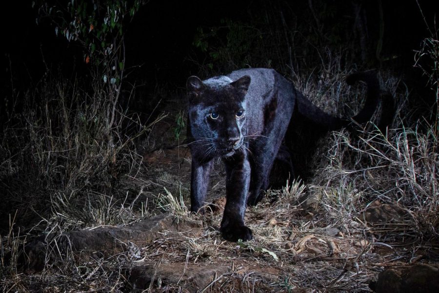 A photograph of a young female black leopard, spotted at the Laikipia Wilderness Camp in Kenya.