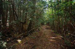 The Aokigahara forest.
Photo Credit/ Simon Desmarais- Flickr